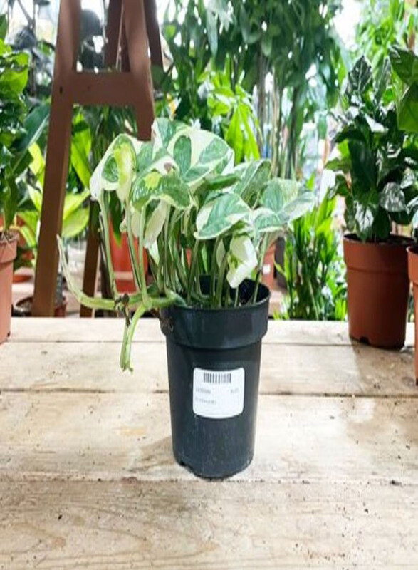 

Generic Epipremnum Mix, Light Green