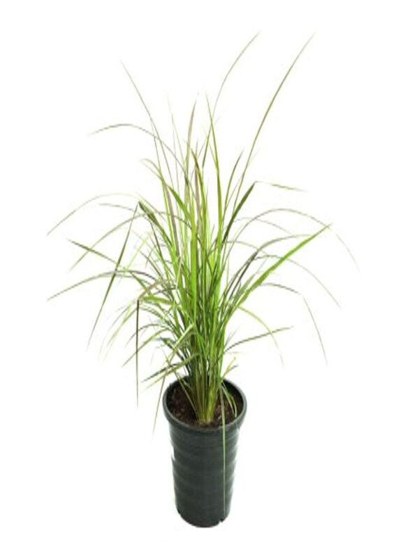 

Generic Pennisetum Rubrum Plant, Green