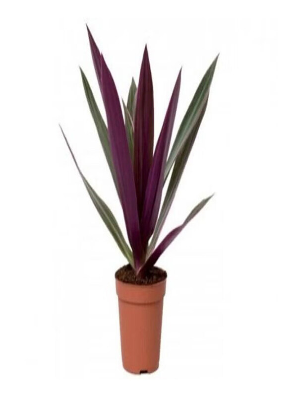 

Generic Rhoeo Discolor Plant, Purple