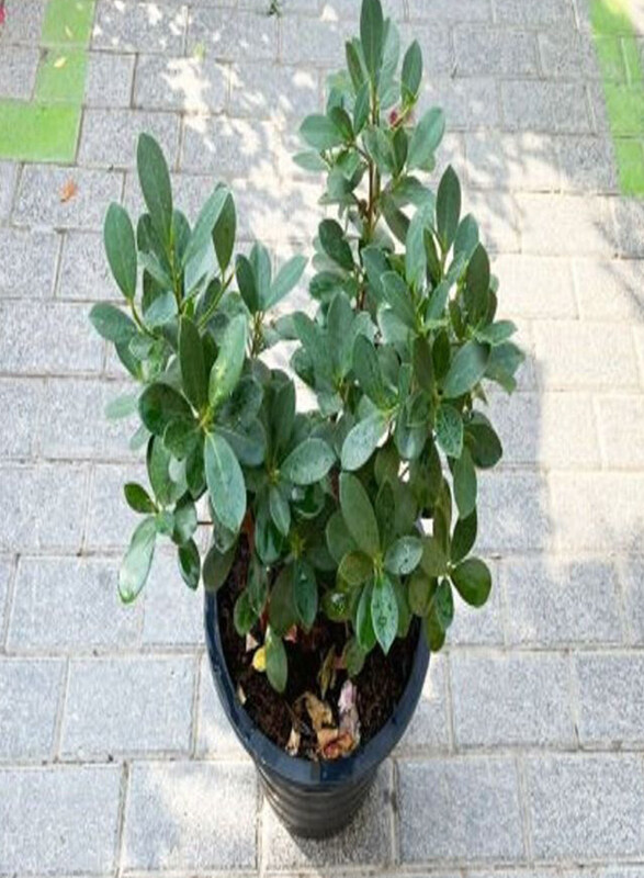 

Generic Ficus Hawaii Plant, Multicolour