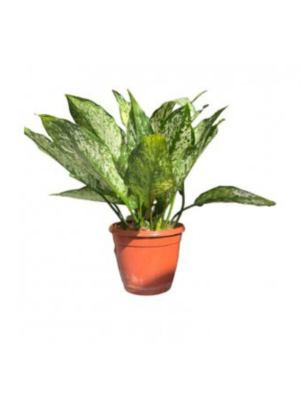 

Generic Aglaonema, White/Green
