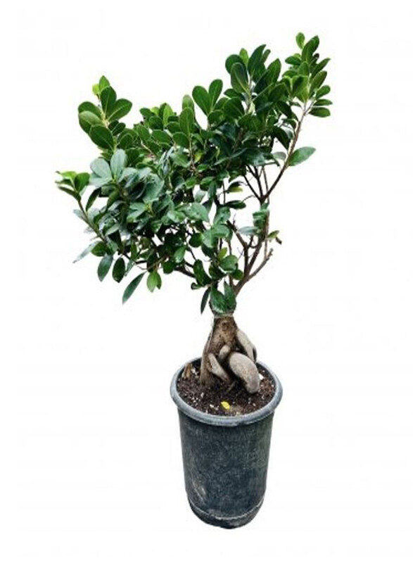 

Generic Ficus Bonsai, Green