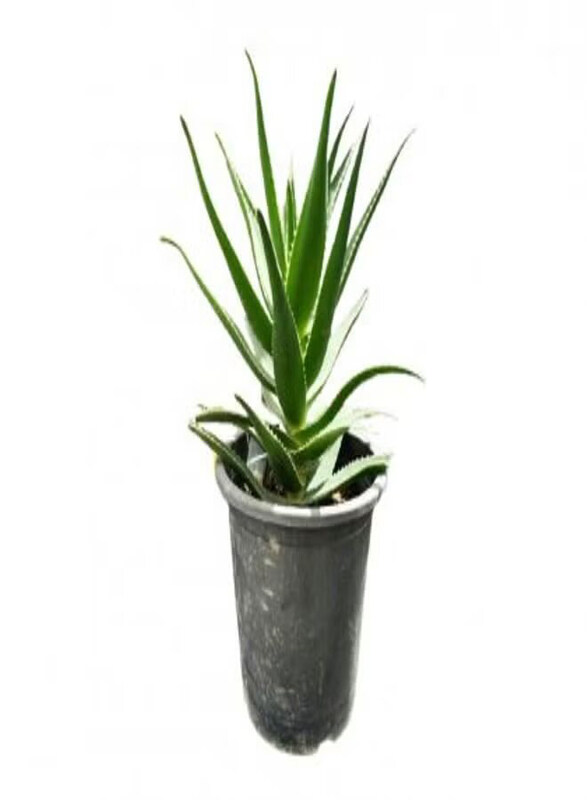

Generic Aloe Vera Plant, Green/Black