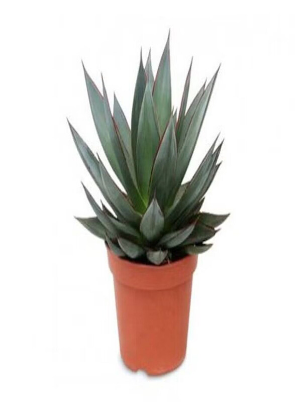 

Generic Agave Shaka Zulup Plant, Green