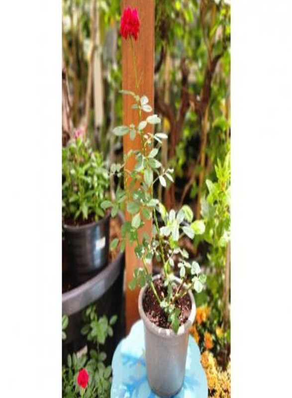 

Generic Rose Plant, Green