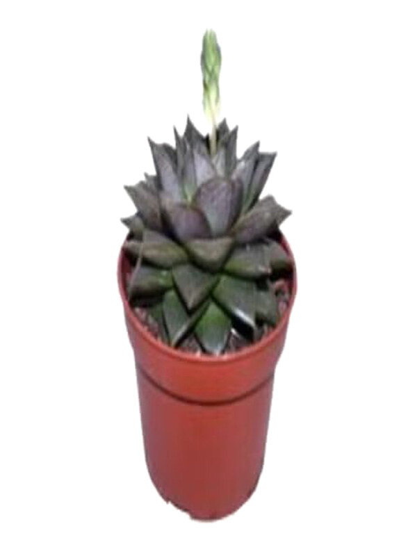 

Generic Echeveria Mix, Green/Brown
