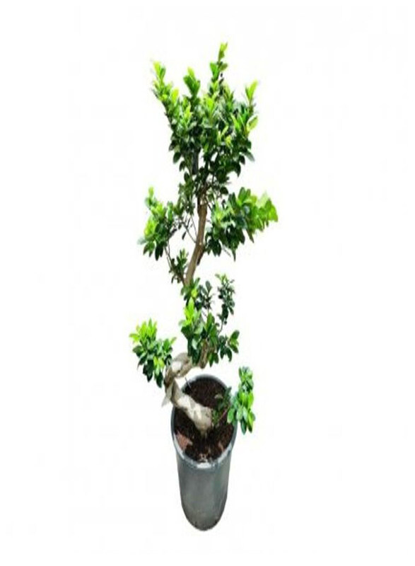 

Generic Ficus Bonsai, Multicolour