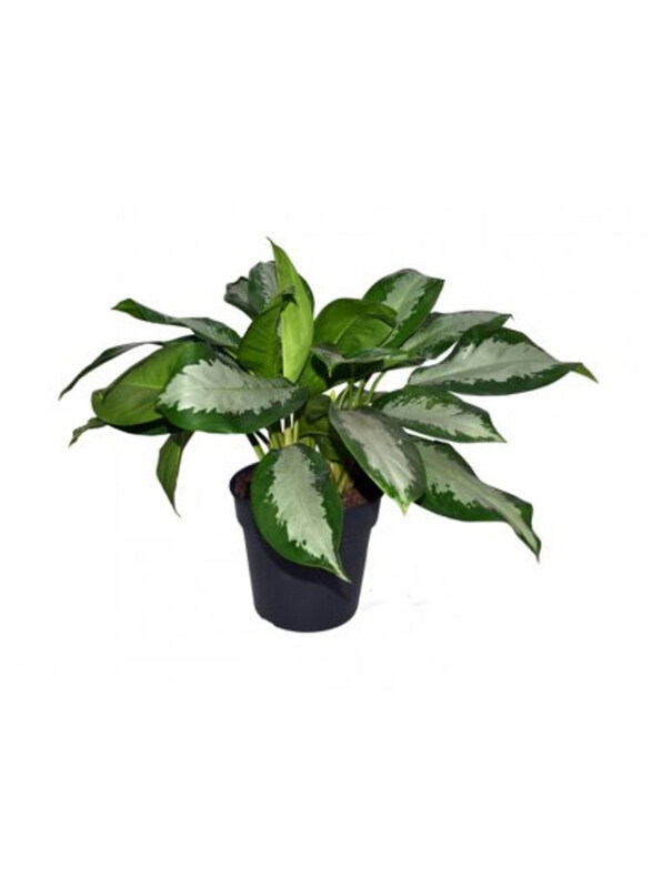 

Generic Aglaonema Silver Bay, Green/White