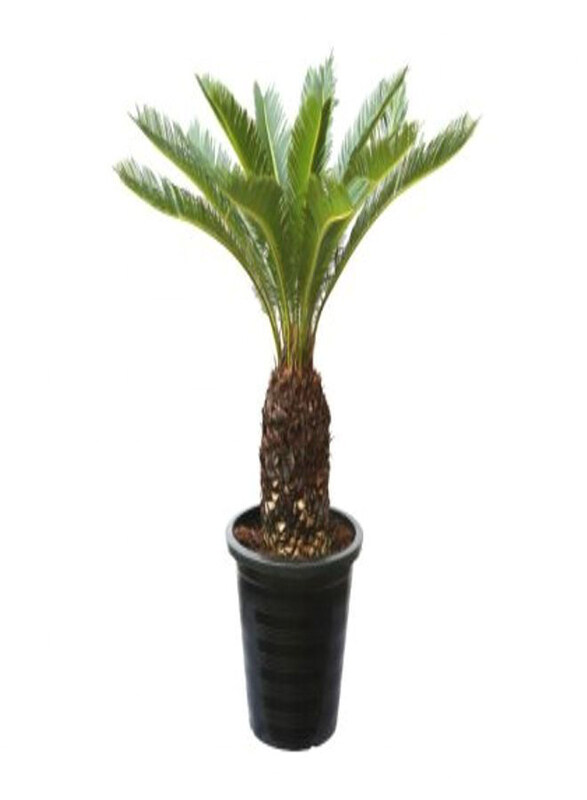 

Generic Cycas Revoluta, Multicolour