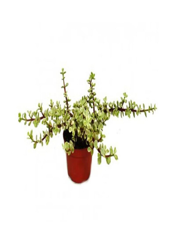 

Generic Portulaca Afra Plant, Green