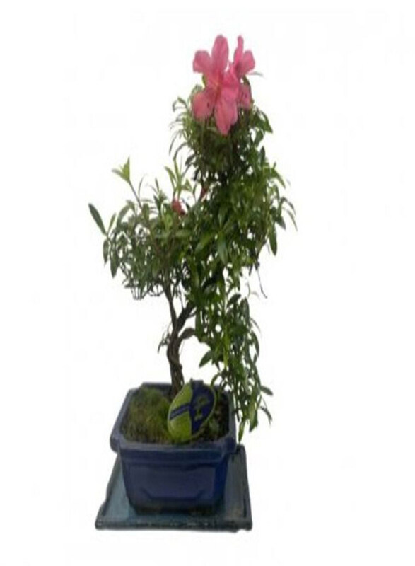 

Generic Bonsai Mix, Pink