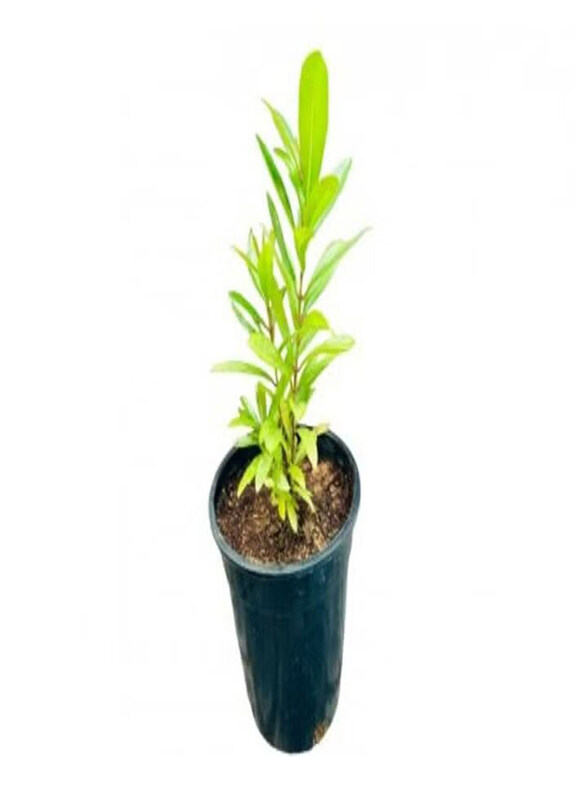 

Generic Syzygium Aromaticum Clove Plant, Green
