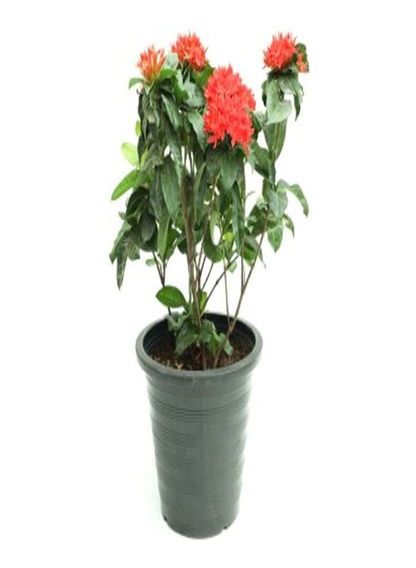 

Generic Ixora Coccinea Plant, Green