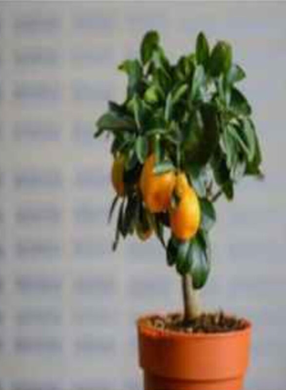 

Generic Citrus Mandarin Orange Plant, Multicolour