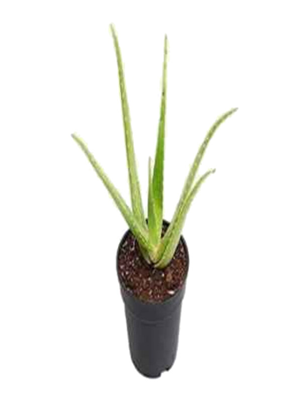 

Generic Aloe Vera Plant, Multicolour