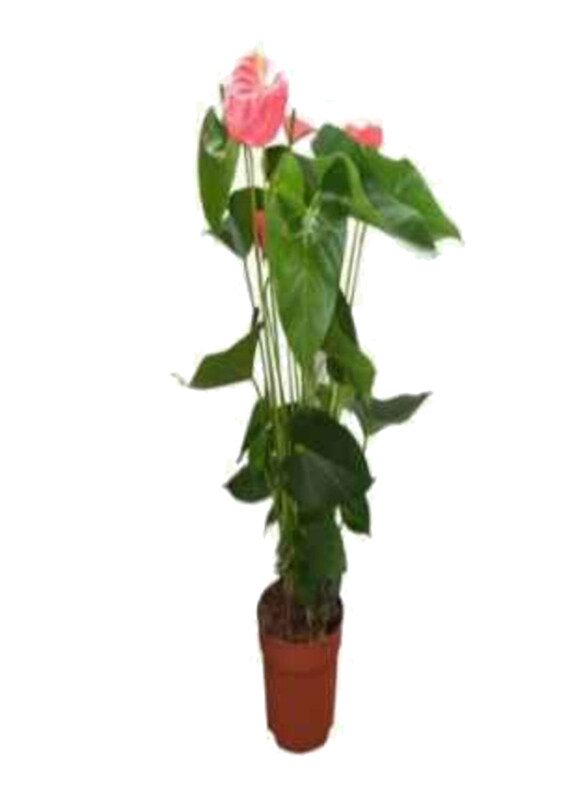 

Generic Anthurium Mix, Multicolour