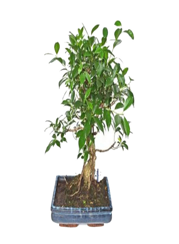 

Generic Ficus Retusa Bonsai, Green