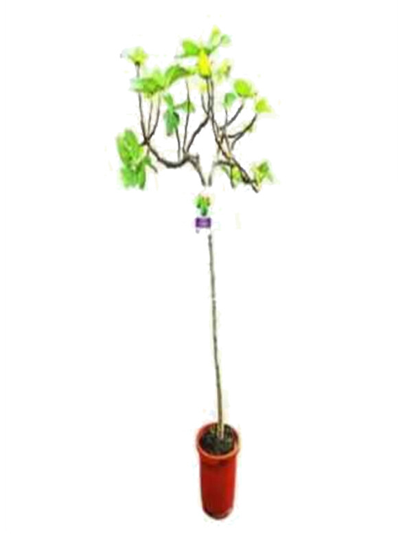 

Generic Ficus Carica Fig Tree, Multicolour