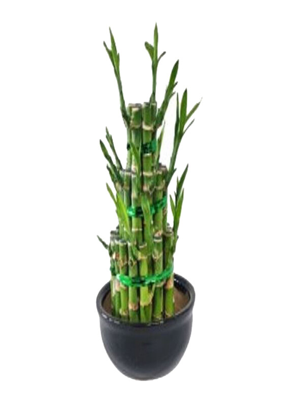 

Generic Lucky Bamboo 3 Layer, Green