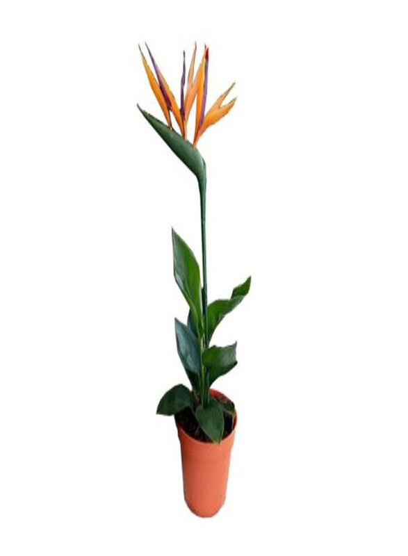 

Generic Bird of Paradise Plant, Multicolour