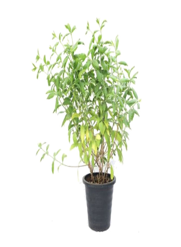 

Generic Allamanda Plant, Green