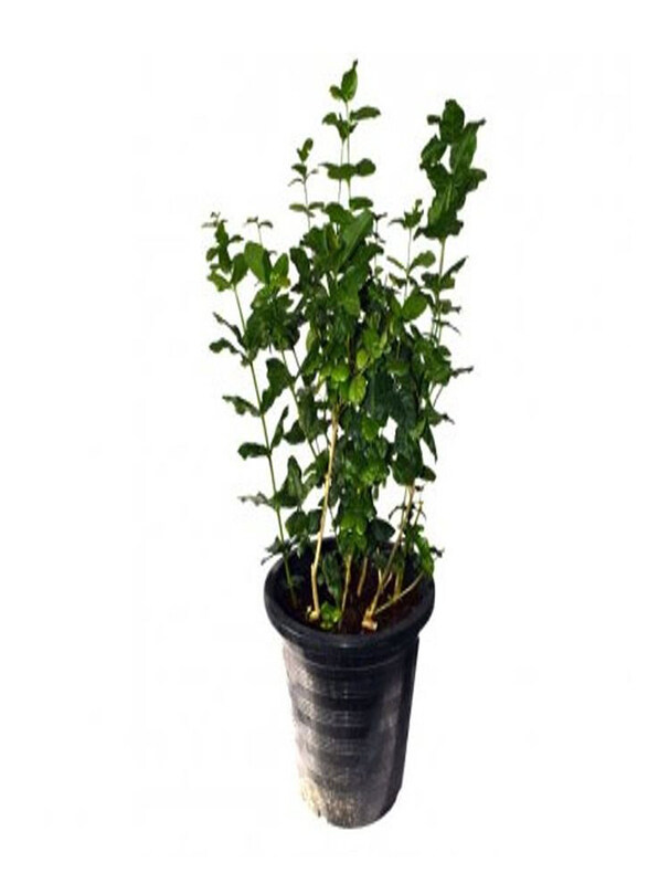 

Generic Jasmine Plant, Green