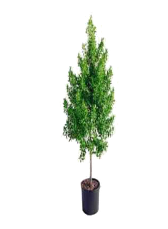 

Generic Conocarpus Saudia Plant, Multicolour