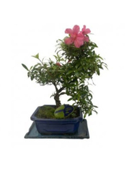 Bonsai Mix, Green/Pink