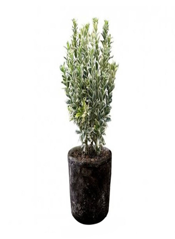 

Generic Euonymus japonicus Plant, Multicolour