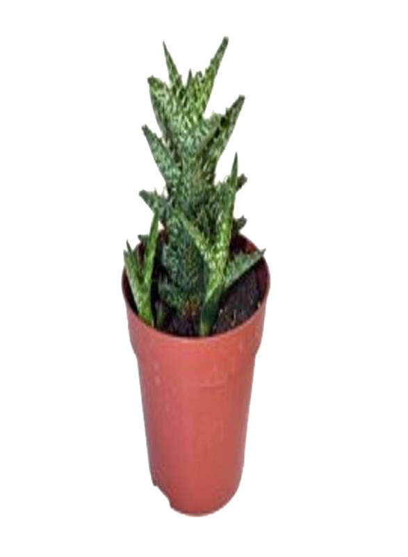 

Generic Aloe Squarossa, Green