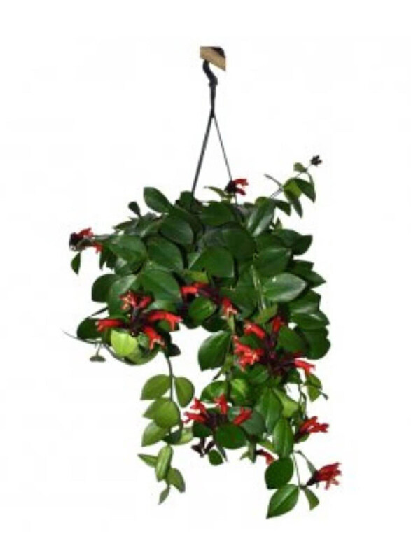 

Generic Aeschynanthus Monalisa Lipstick Plant, Green