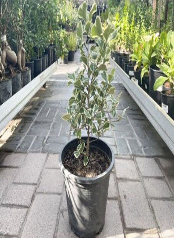 

Generic Ficus Triangularis Variegated Plant, Green