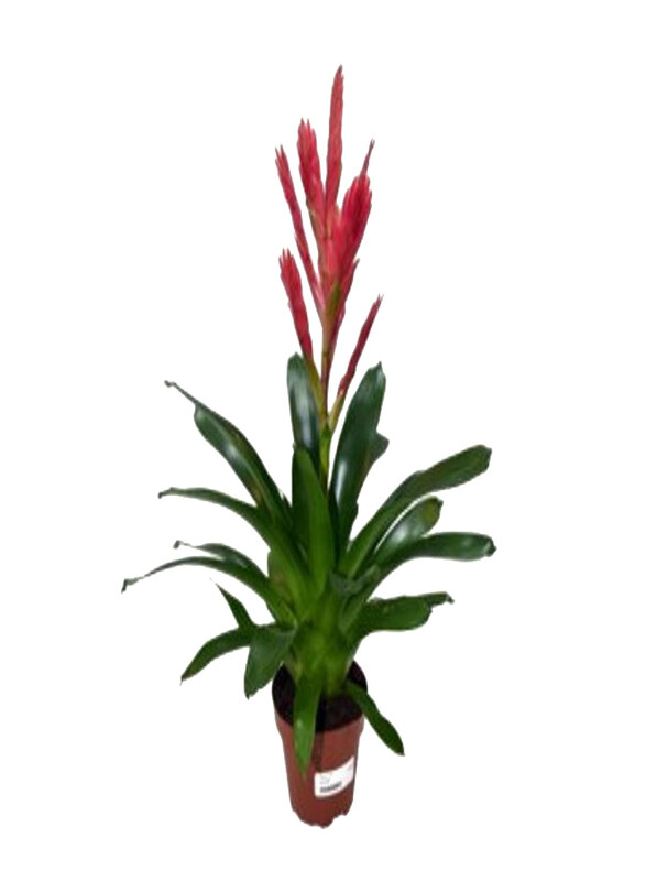 

Generic Vriesea Astrid, Green/Red/Brown