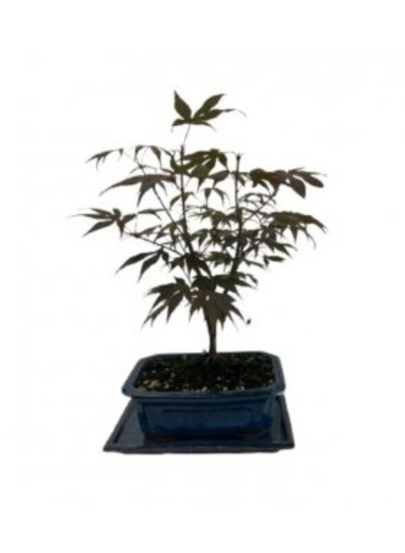

Generic Bonsai Mix Acer Palmatum, Green