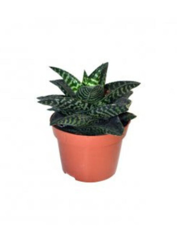 

Generic Aloe Aristata Tiki Zilla, Green/White