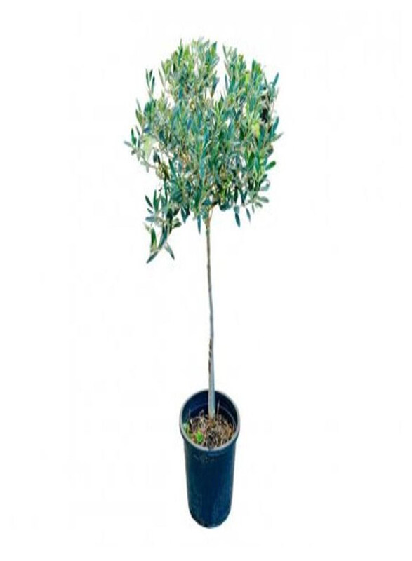 

Generic Olea Europaea Copa Outdoor Olive Tree, Green