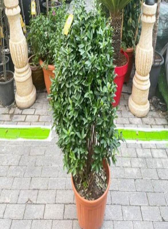 

Generic Euonymus Japonic Plant, Green
