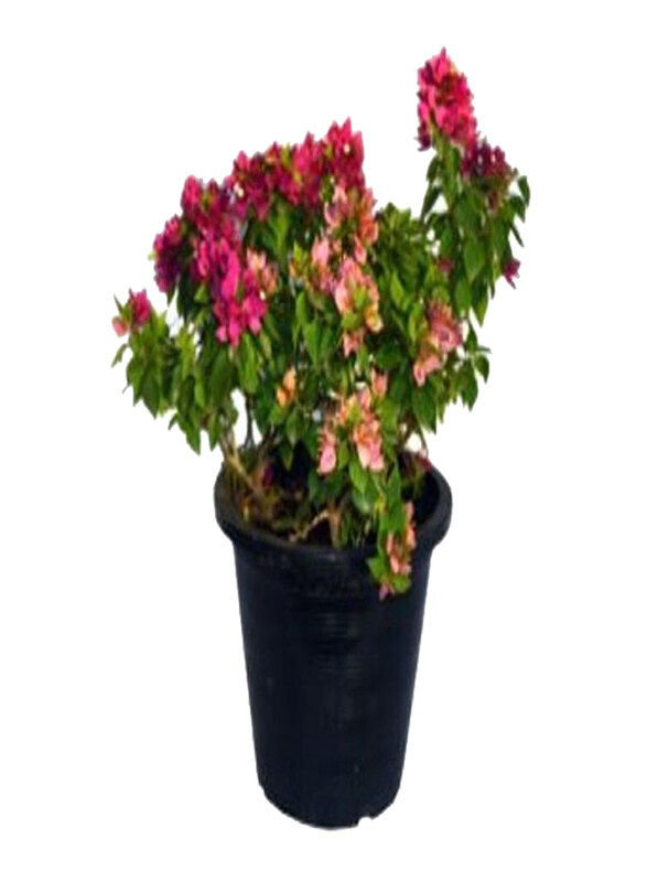 

Generic Bougainvillea Pink Pixie Plant, Pink