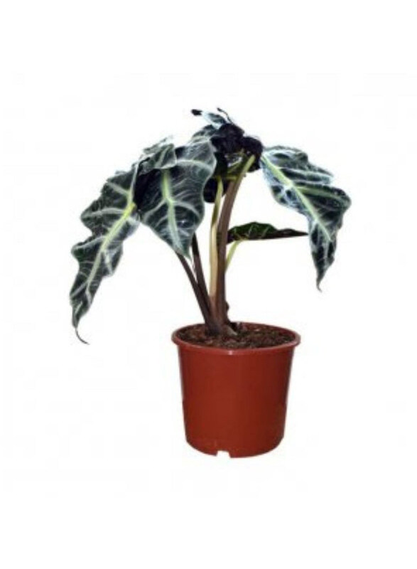 

Generic Alocasia Polly Small House Plant, Green/White
