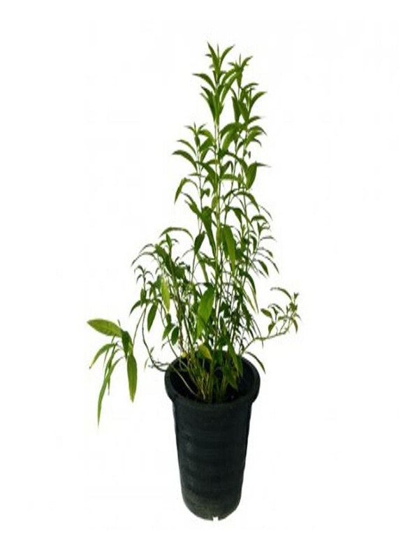 

Generic Queen of the Night Plant, Green