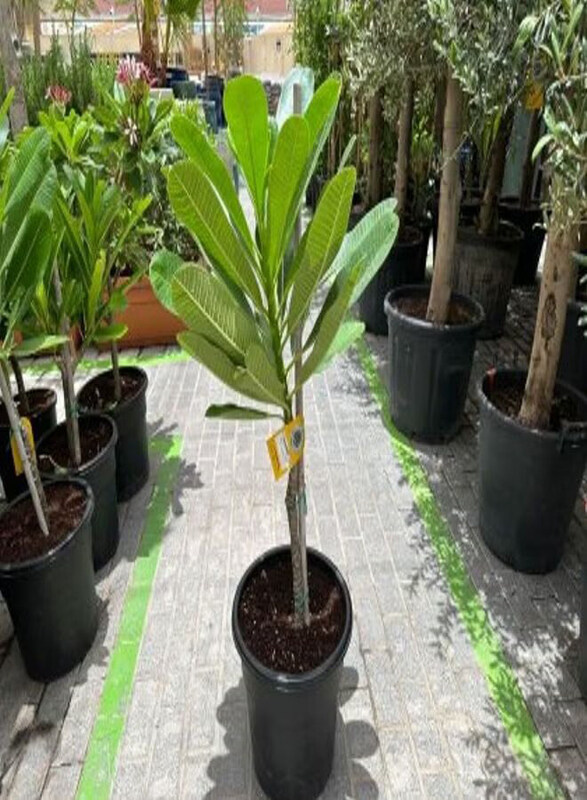 

Generic Plumeria Frangipani, Green