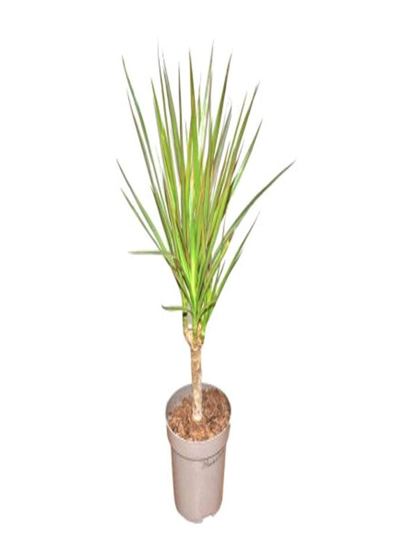 

Generic Dracaena Marginata, Light Green