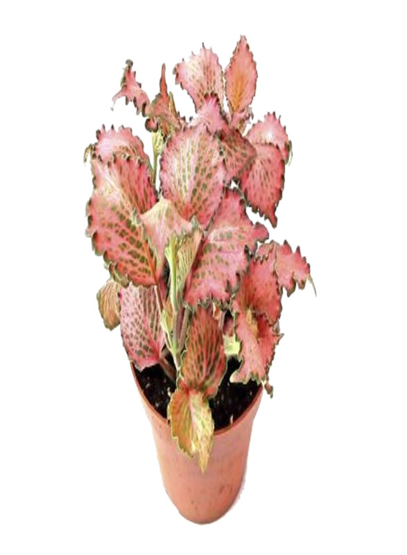 

Generic Fittonia Mix Small Leaves Variety Plant, Light Pink