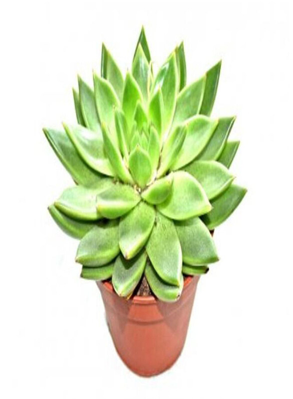 

Generic Echeveria Agavoides Plant, Multicolour