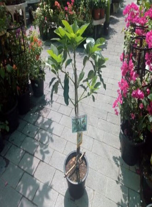 

Generic Avocado Plant, Green