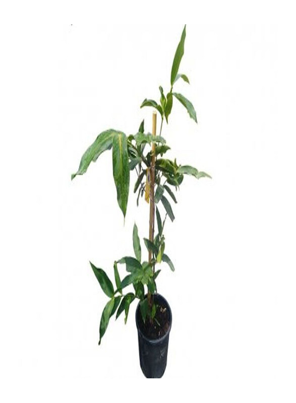 

Generic Syzygium Waterapple Plant, Green