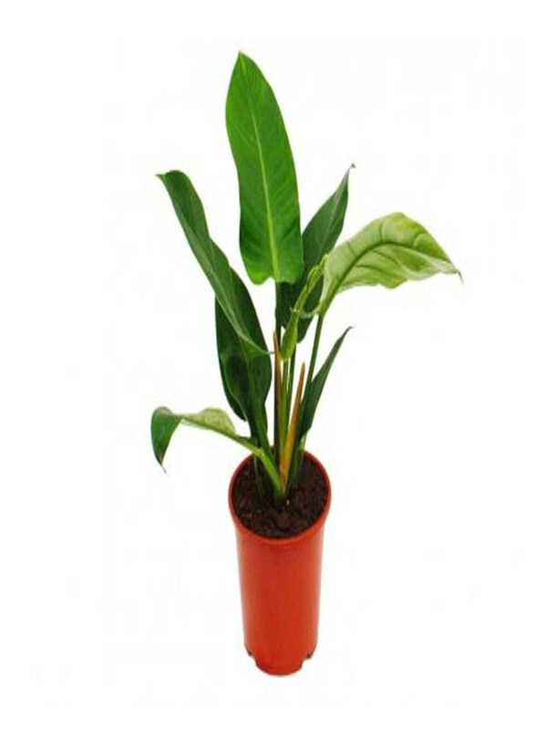 

Generic Emerald, Green
