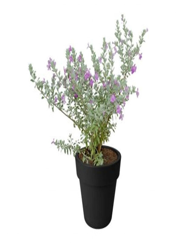 

Generic Leucophyllum Frutescens Plant, Light Green