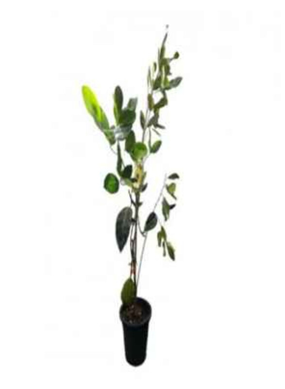 

Generic Jackfruit Plant, Multicolour