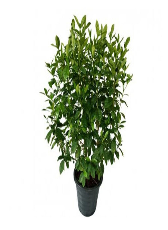 

Generic Gardenia Jasminoides Plant, Green